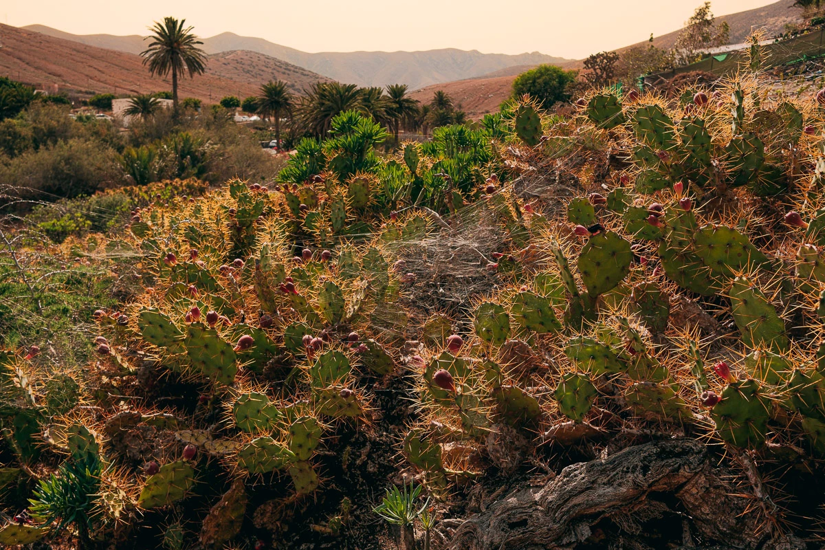 Photography Martin Egri